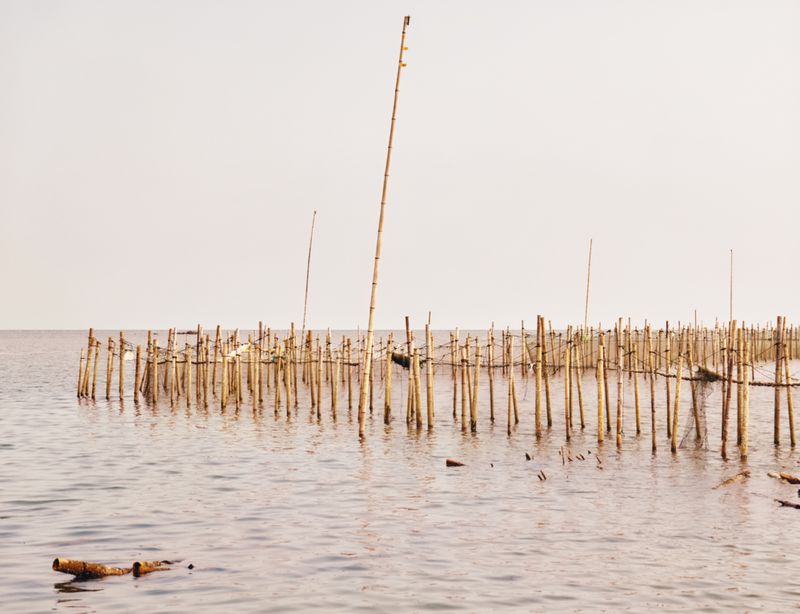 Wooden poles and fishing nets standing upright in calm shallow water under an overcast sky.