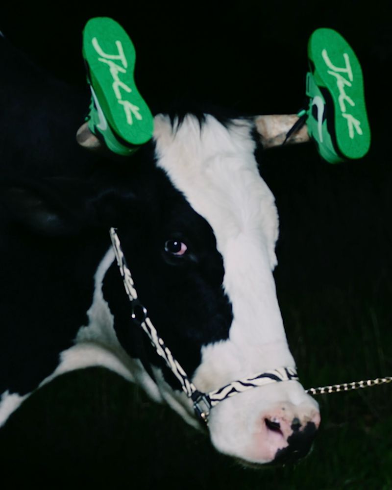 Black and white cow with sneakers attached to its horns in an outdoor setting.