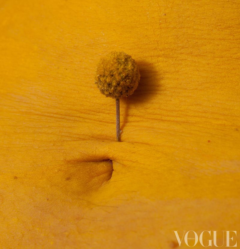 Close-up macro photography of a small round flower head on a stem placed vertically inside a human navel.