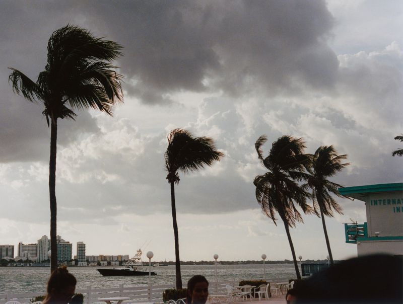 Wind-swept palm trees under heavy storm clouds with distant buildings and a boat on water in Vogue Czechoslovakia