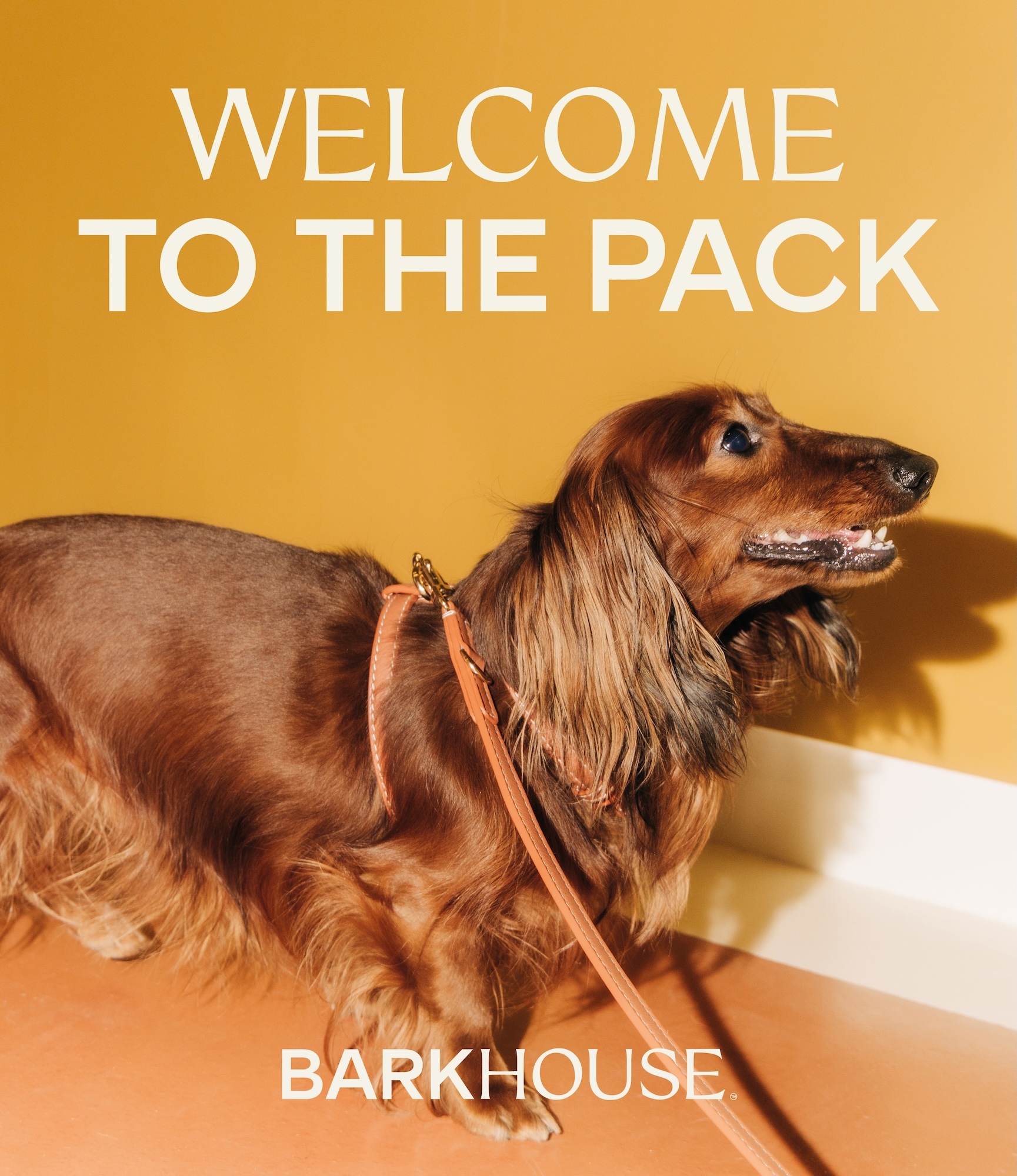 Long haired dachshund wearing a leather harness against a warm yellow and white wall with text overlay