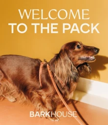 Long haired dachshund wearing a leather harness against a warm yellow and white wall with text overlay