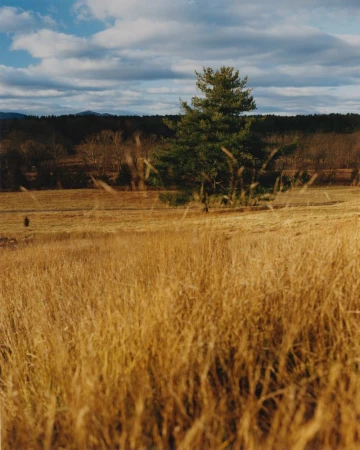 A vast golden meadow under a dramatic cloudy blue sky with a prominent evergreen tree standing in a distant field.