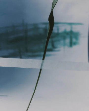 Close-up of a single vertical green plant stem crossed by a strip of translucent tape against a soft blurred background.