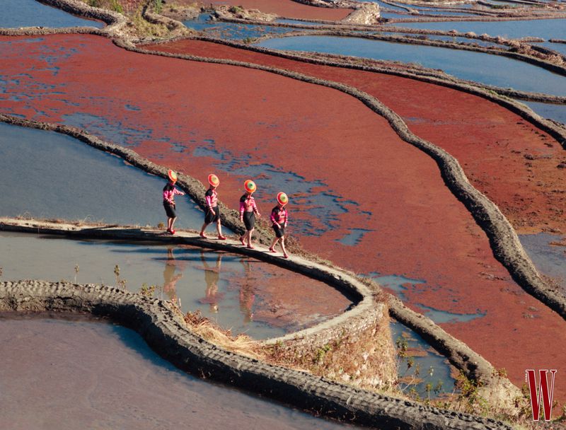 Group of four women in traditional clothing walking across terraced rice paddies in Yunnan, China, under natural daylight, scenic view.