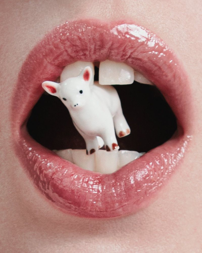 Close-up of an open mouth with pink glossy lips and white teeth, holding a small white toy lamb figurine.