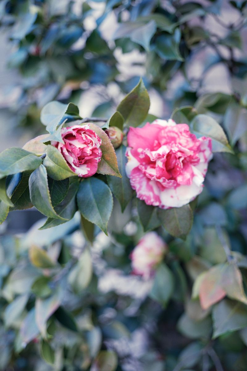 Pink and white variegated camellia flowers blooming amidst lush green leaves on a plant branch