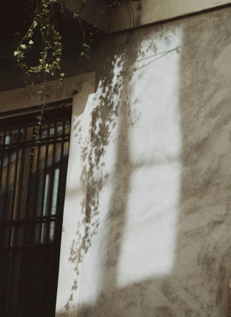Sunlight casting shadows of hanging ivy and window frames onto a textured concrete wall with a dark grated window on the left