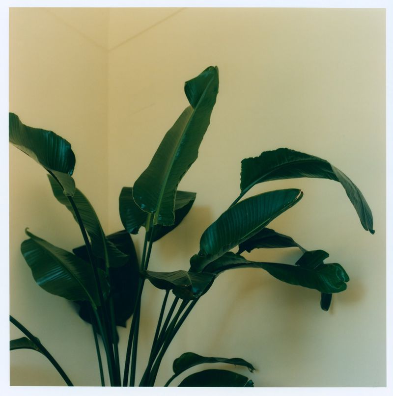 Large potted plant with broad dark green leaves set against a pale cream wall corner in soft lighting