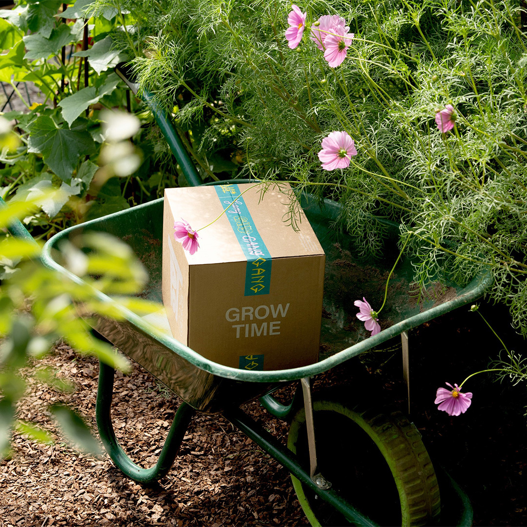 Cardboard box labeled Grow Time sitting inside a green garden wheelbarrow surrounded by pink cosmos flowers and foliage.