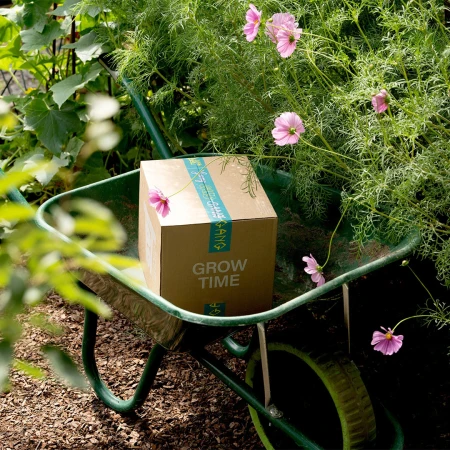 Cardboard box labeled Grow Time sitting inside a green garden wheelbarrow surrounded by pink cosmos flowers and foliage.