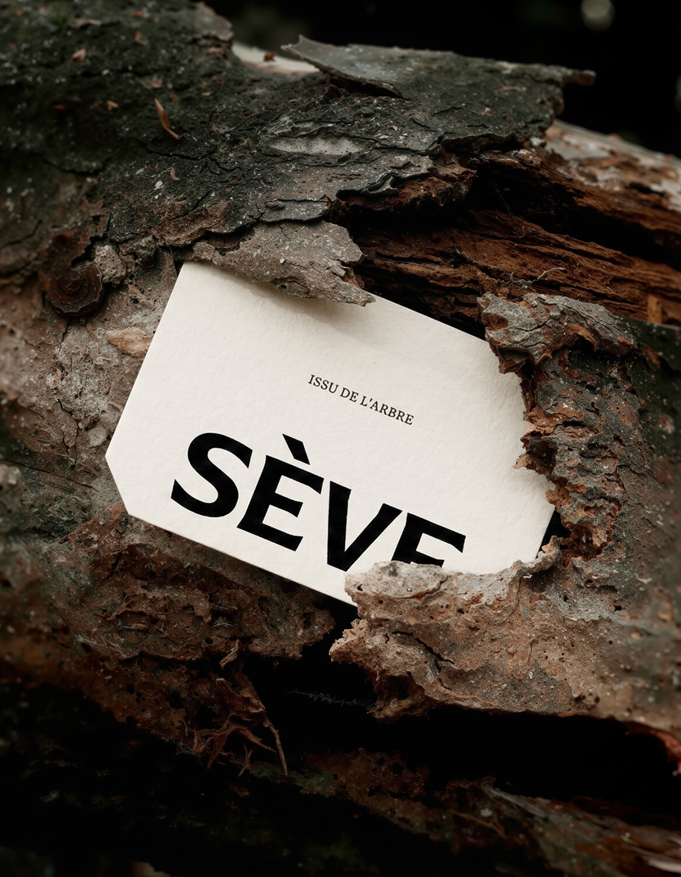 Cream-colored Sève brand card with black typography nestled inside the rough textured bark of a weathered tree trunk.