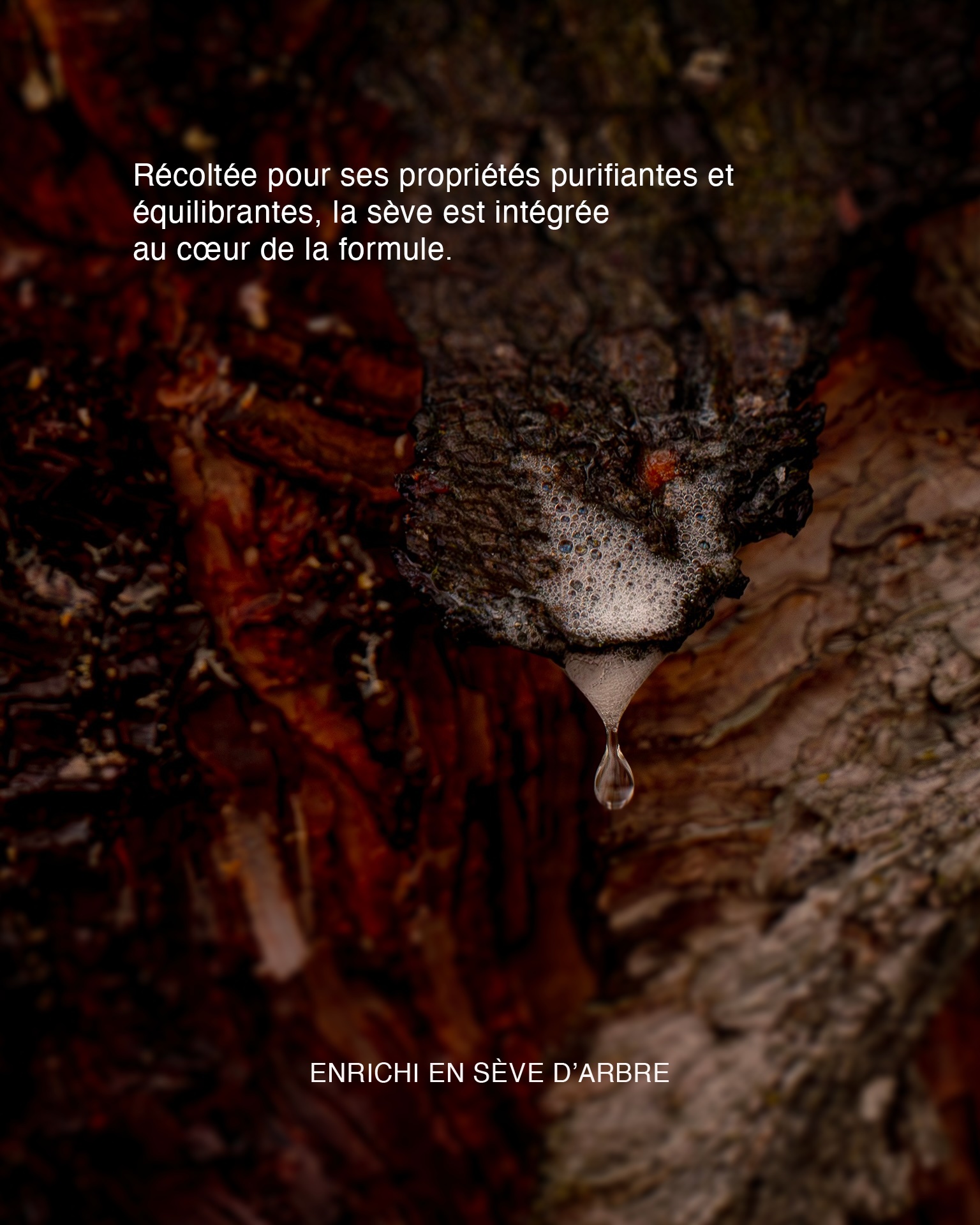 Close-up of textured tree bark with white frothy sap forming a droplet, featuring French skincare marketing copy for Sève.