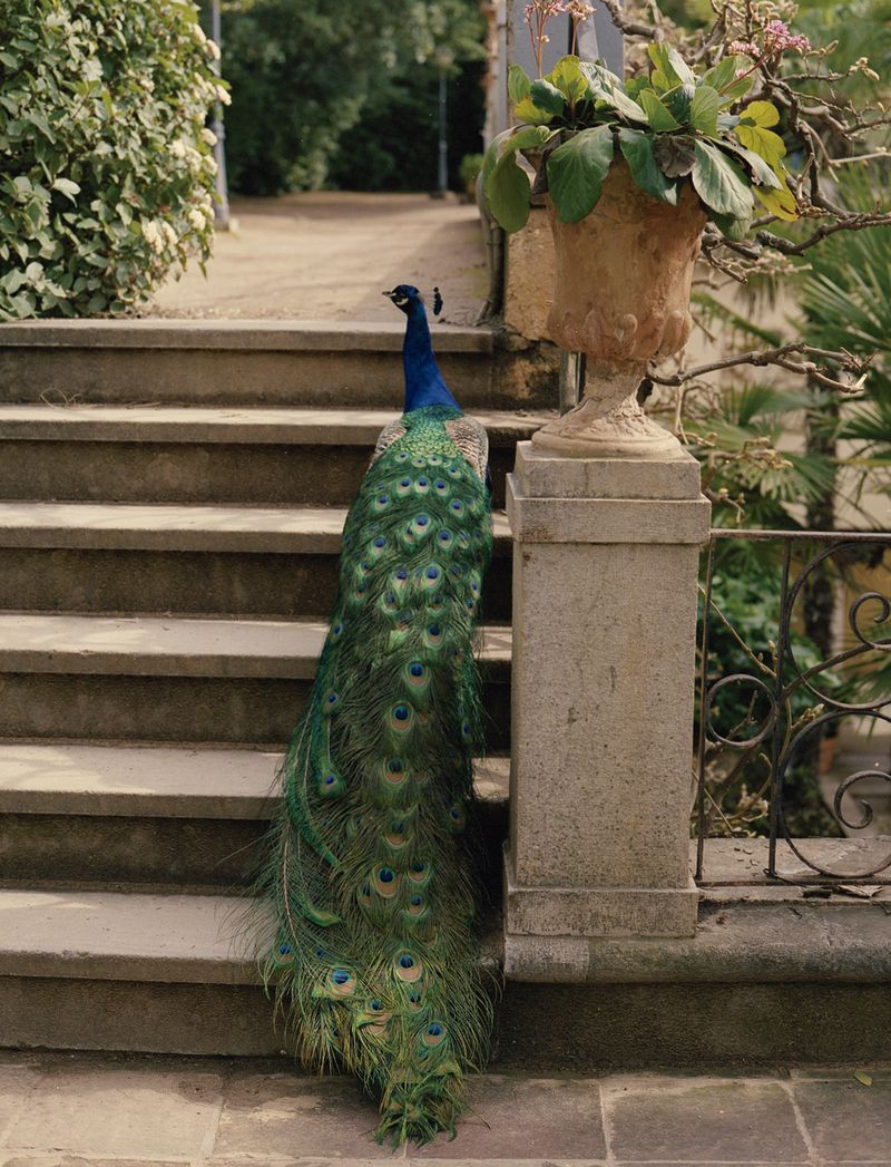 Peacock with long iridescent green and blue plumage standing on outdoor stone steps next to an ornamental stone planter urn.