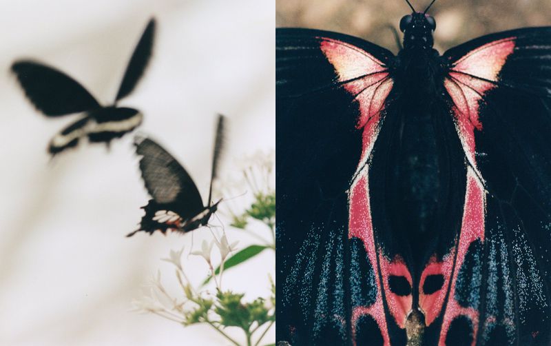 Diptych featuring butterflies fluttering around white flowers on the left and a detailed macro shot of a black and pink butterfly on the right.