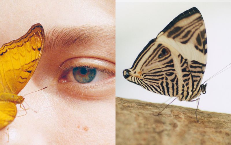 Close-up diptych showing a yellow butterfly near a human eye alongside a patterned black and white butterfly.
