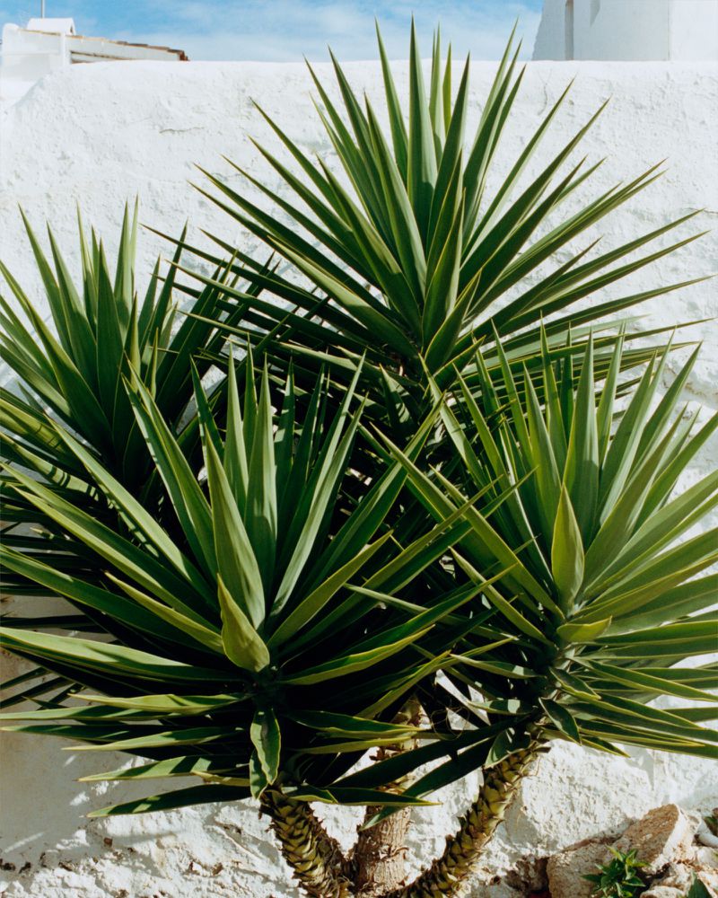 Spiky green yucca plant with pointed leaves standing against a bright, sunlit whitewashed textured wall.