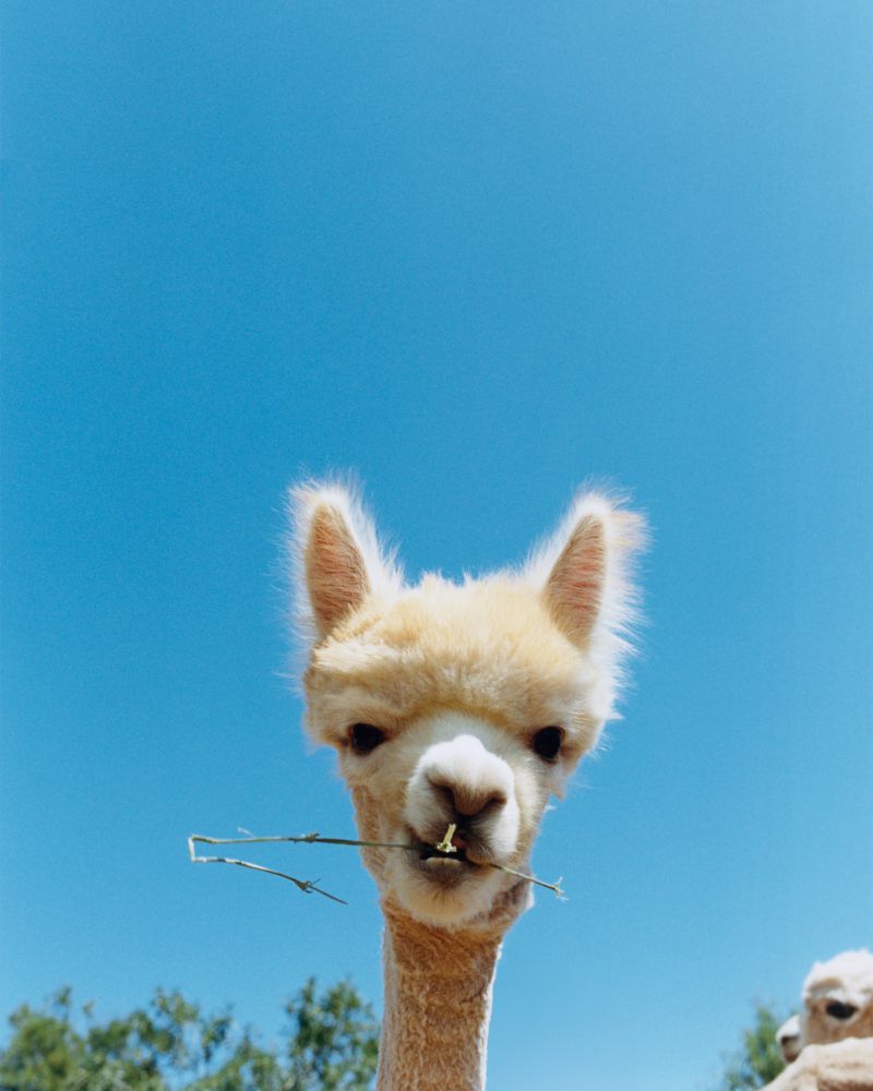 Low-angle close-up of a fluffy cream-colored alpaca chewing on a thin twig under a clear blue sky.