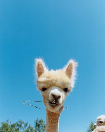 Low-angle close-up of a fluffy cream-colored alpaca chewing on a thin twig under a clear blue sky.