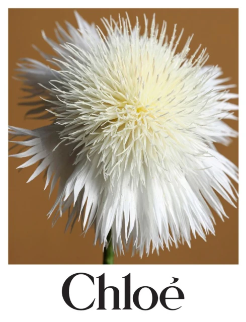 Chloé 520