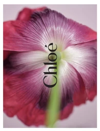 Close-up back view of a pink and purple flower petal with a green stem and centered black Chloe logo typography.
