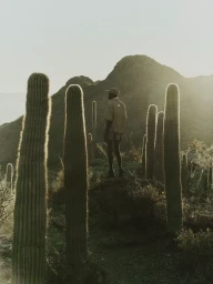 Model wearing a beige shirt and cap standing among tall saguaro cacti in a mountain desert landscape with golden backlighting.