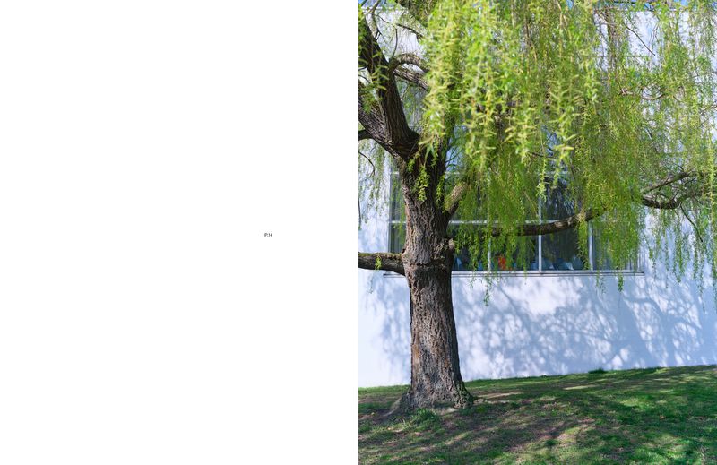 Willow tree in spring in front of a white building with windows, casting shadows on the grass, creating a tranquil outdoor scene.