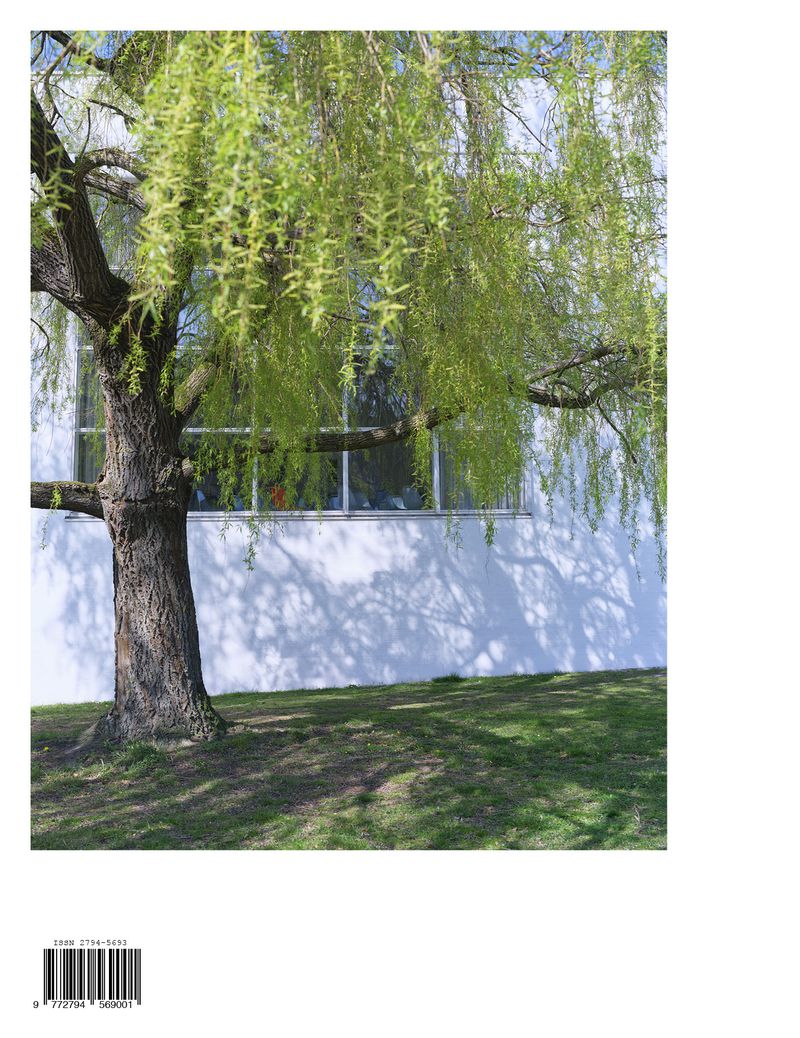 Willow tree in spring with green leaves, set against a white building facade with window and green grassy area, bright sunny day.