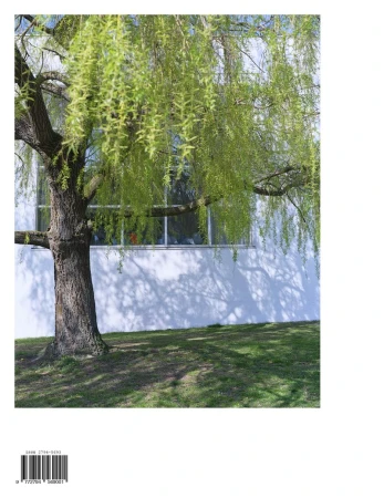 Willow tree in spring with green leaves, set against a white building facade with window and green grassy area, bright sunny day.