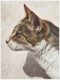 Close-up profile view of a brown and white tabby cat casting a shadow on a pale textured concrete ground.