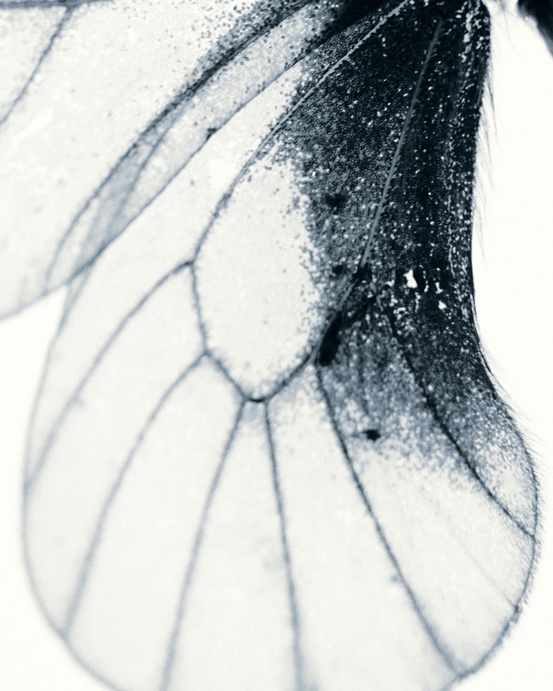 Extreme macro close-up of a translucent butterfly wing showing dark delicate veins and fine texture on a white background.