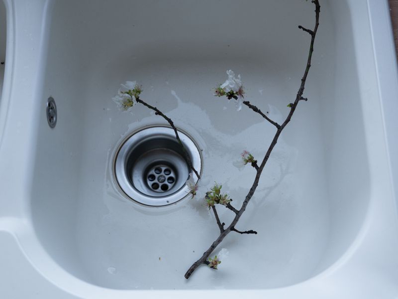 Flowering tree branch with delicate white blossoms and green buds lying inside a wet white kitchen sink with a metal drain.