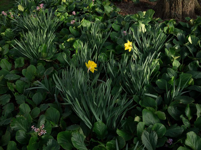 Yellow daffodils blooming among lush green foliage and broadleaf groundcover in a shaded outdoor garden.