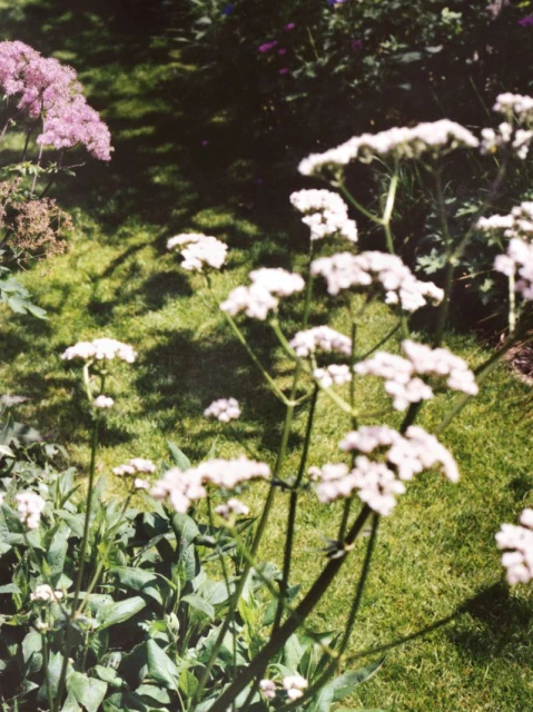 Petal Pushers
