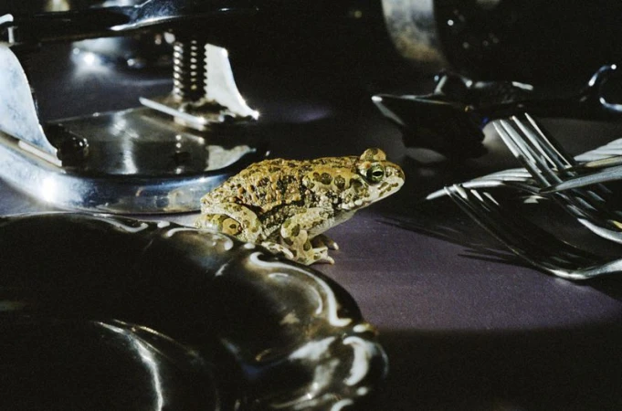 A green and brown speckled toad sitting on a dark surface surrounded by silver forks and vintage tableware.