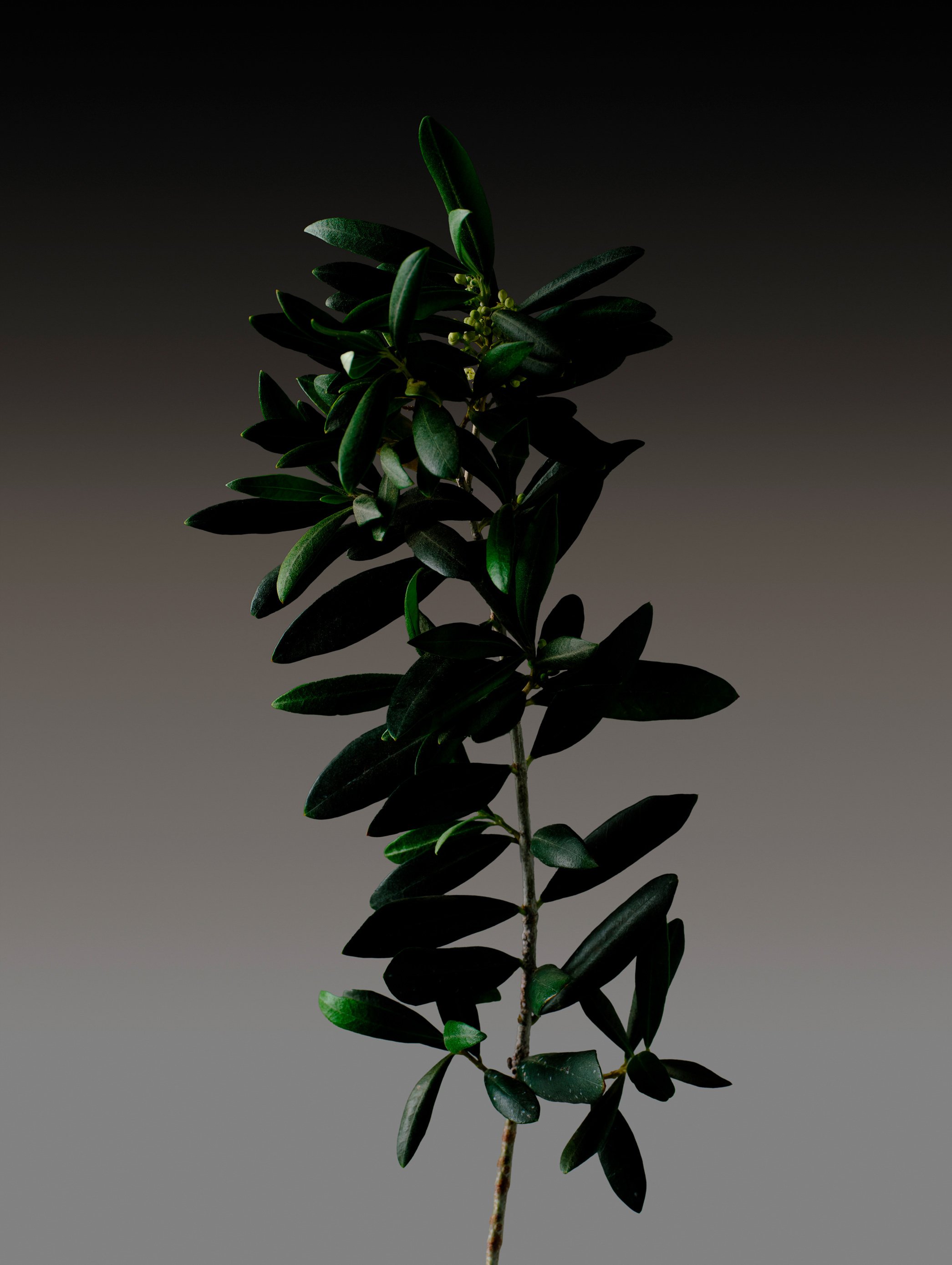 A vertical olive branch with dark green leaves and small blossoming buds set against a dark gradient background.