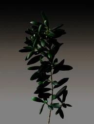 A vertical olive branch with dark green leaves and small blossoming buds set against a dark gradient background.