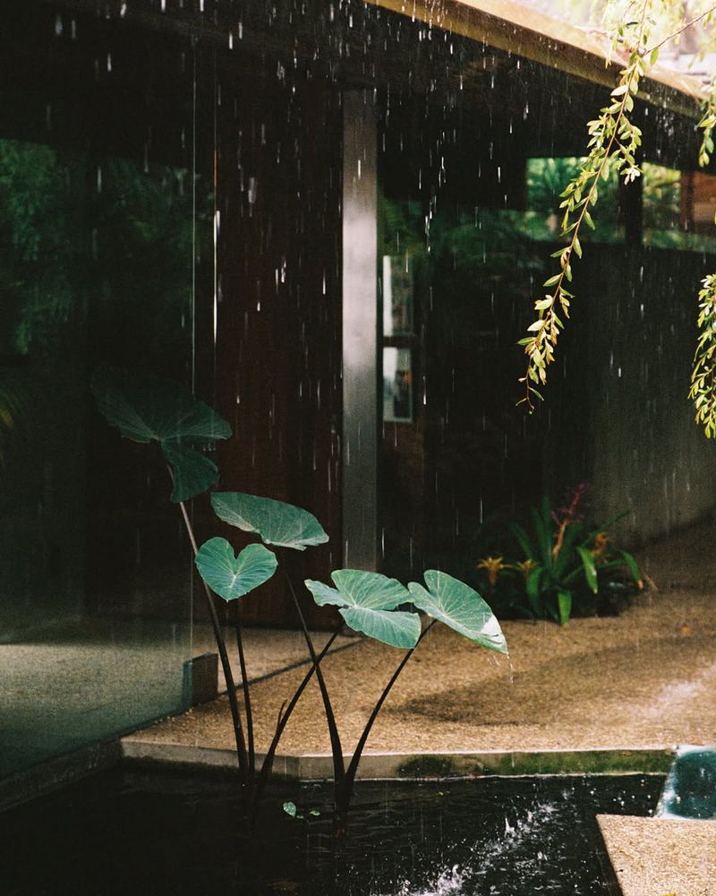Large green elephant ear leaves in a shallow water pond during heavy rain outside a modern architectural patio.