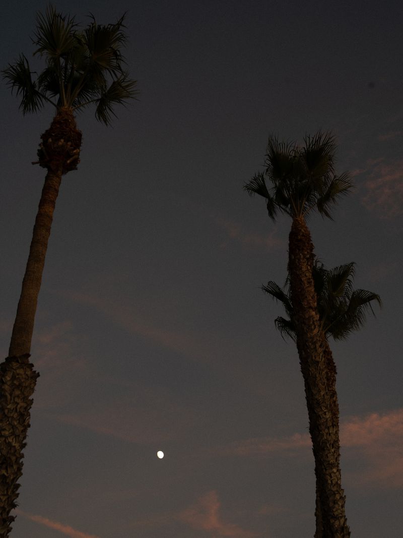 Two palm trees stand silhouetted against a darkening evening sky, with a small, bright moon visible in the background.