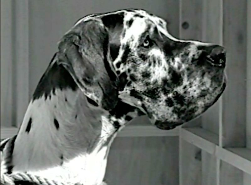 Monochrome portrait of a spotted Great Dane dog with a focused expression near a wood frame, set against a softly lit background.