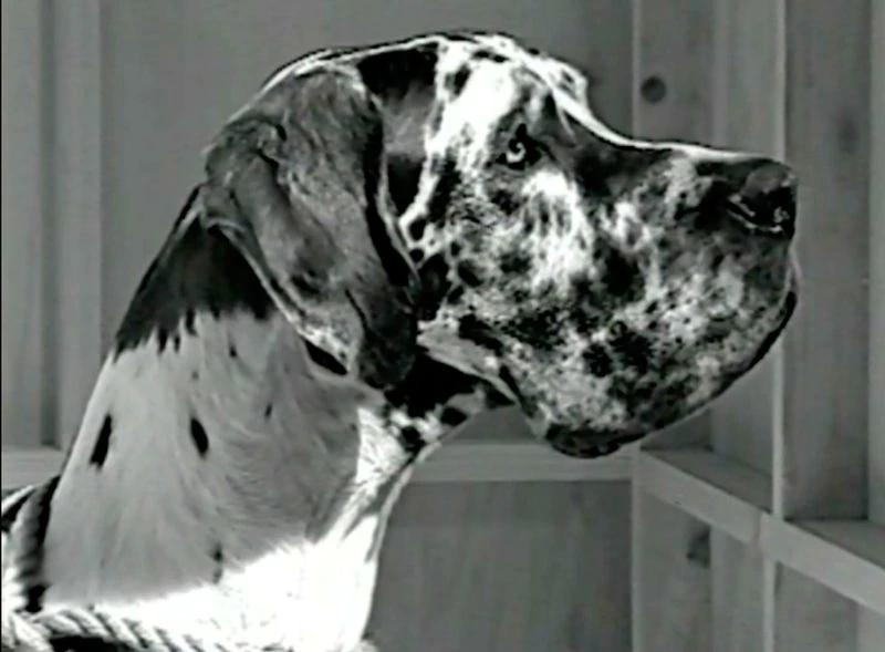 Camille Vivier