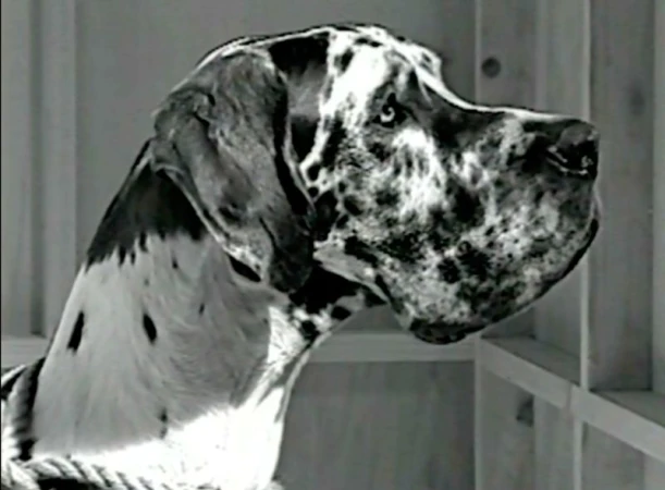 Black and white profile portrait of a harlequin great dane dog in an indoor setting shot by Camille Vivier.