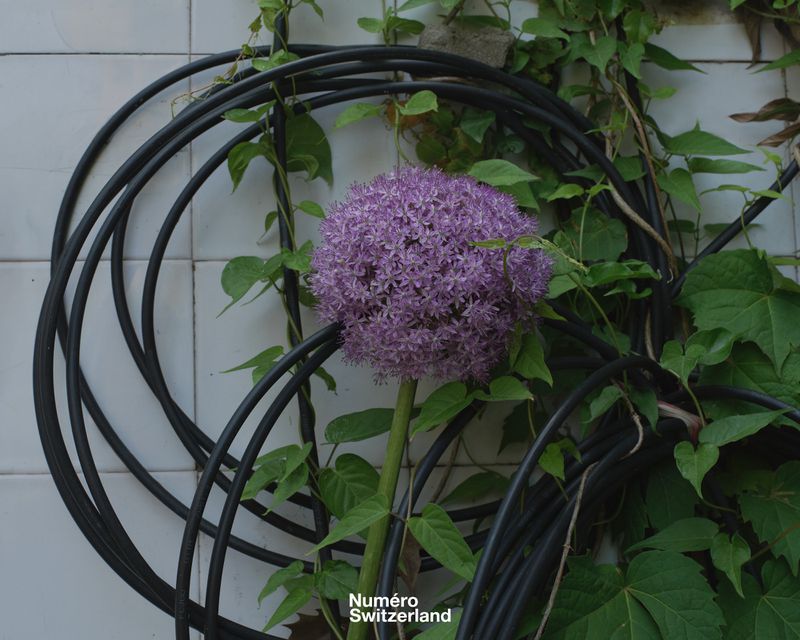 Purple spherical allium flower centered inside coiled black cables and green vines against white square wall tiles.