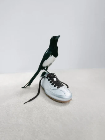 A black and white magpie perched on a metallic silver Axel Arigato sneaker with black laces on a neutral seamless studio backdrop.