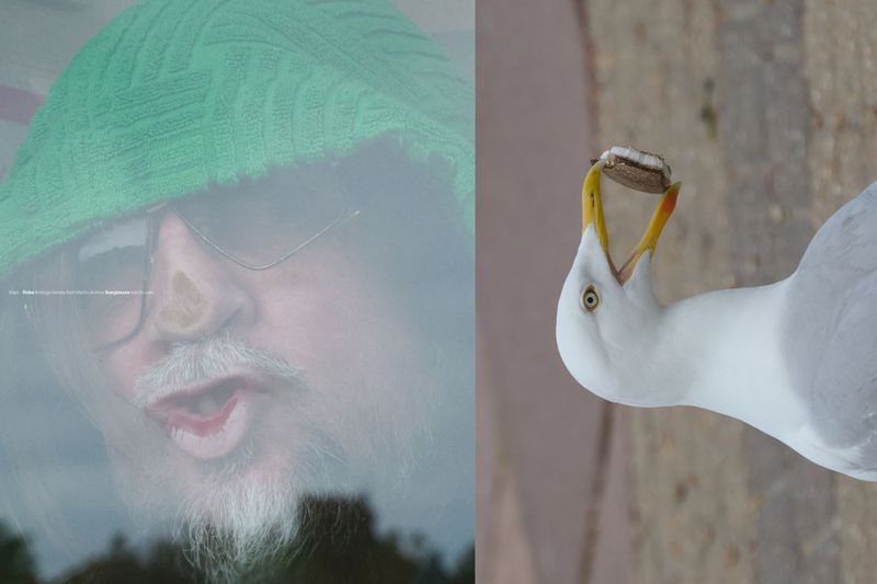 Split image: one side features an older man with glasses and a green hat, the other a seagull with a shell in its beak.