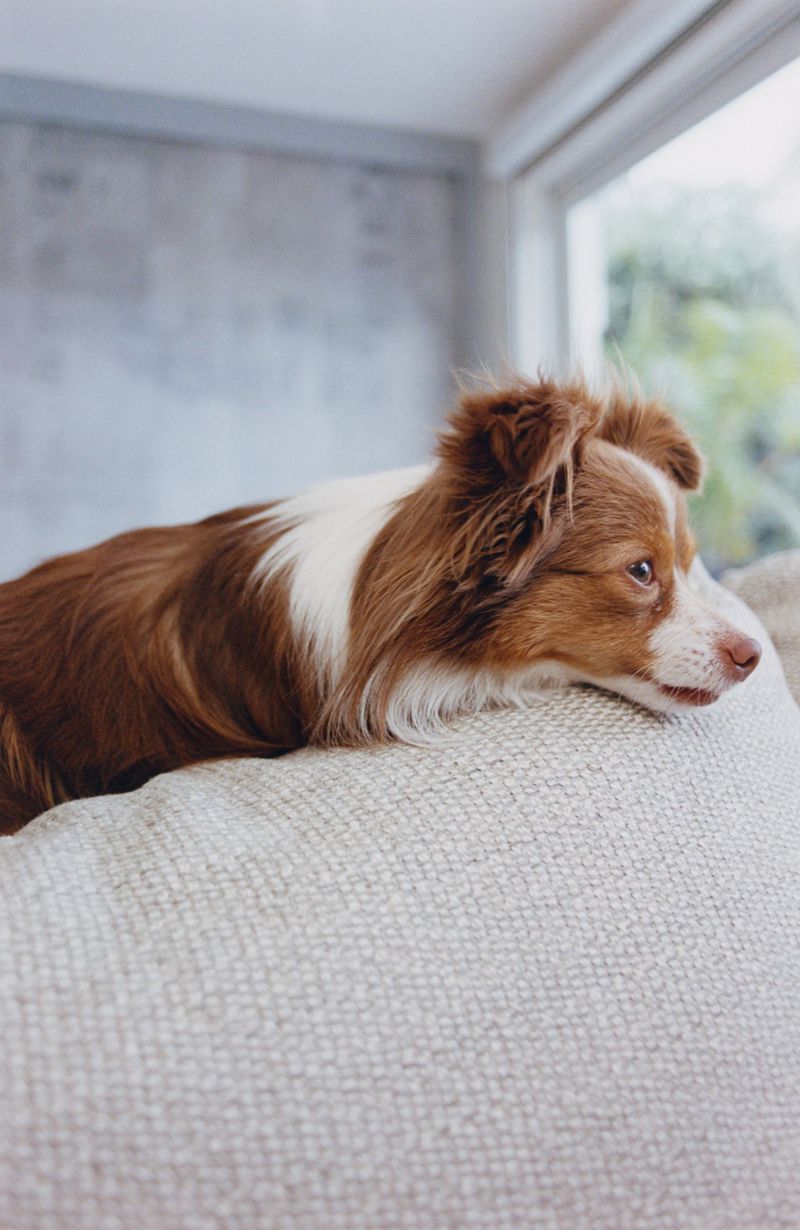 A small brown and white dog rests its head on a textured off-white sofa back, looking off to the right near a window.