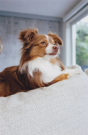 A fluffy brown and white dog resting attentively on the back of a textured light beige couch near a bright window.
