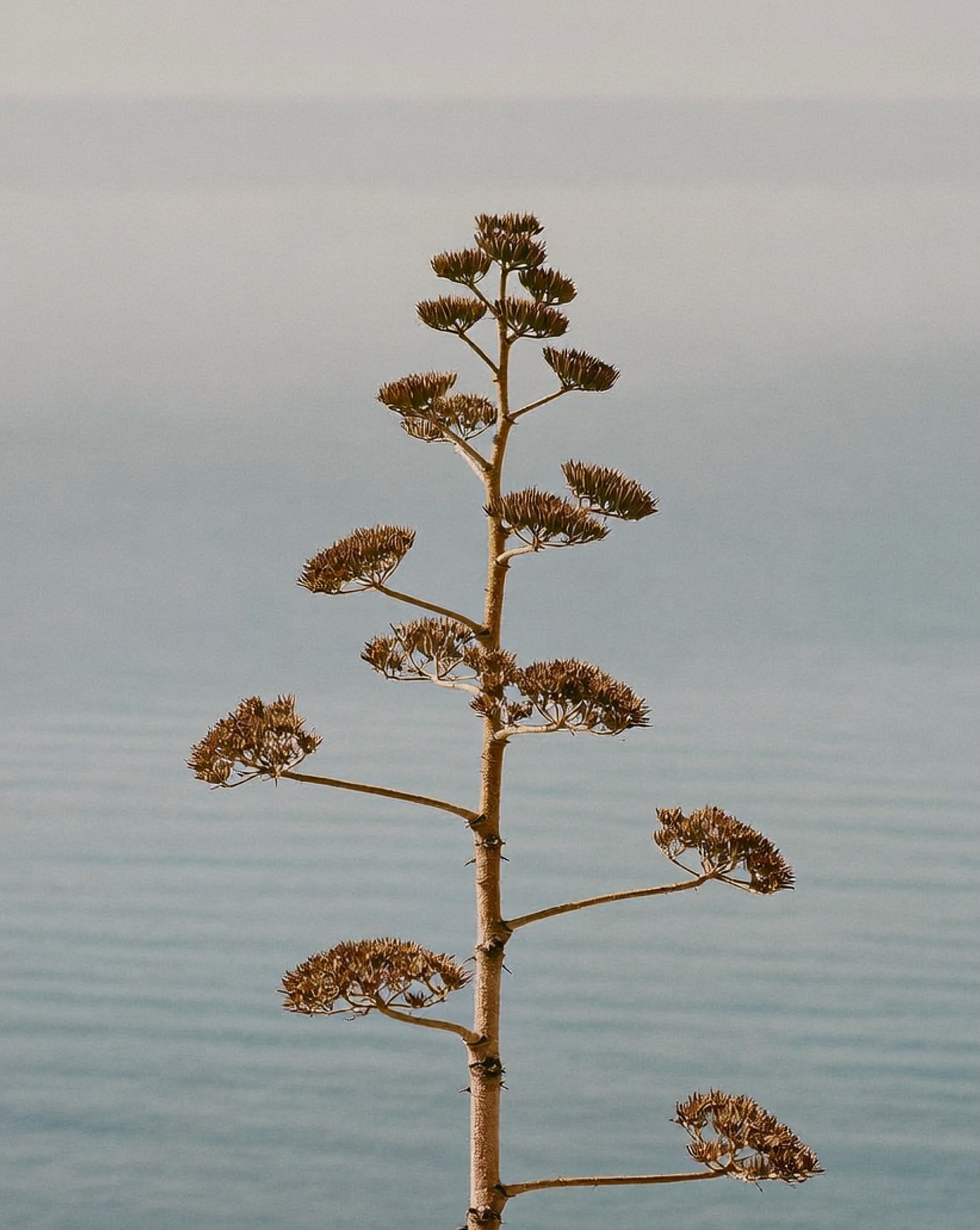 Dried agave flowering stalk rising vertically against a soft, blurred pale blue ocean horizon in natural light.