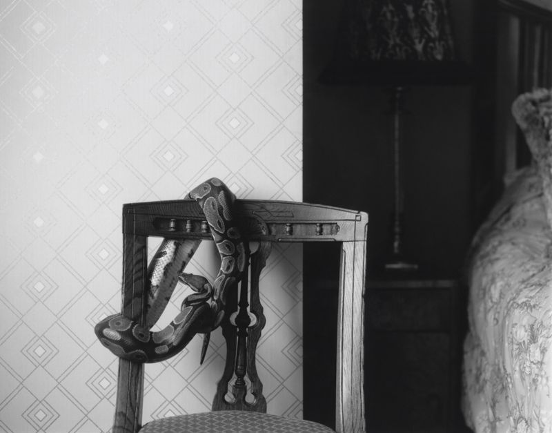 A patterned python coiled around the back of a vintage wooden chair in a bedroom beside geometric wallpaper.