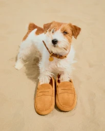 Small Jack Russell terrier standing on sand wearing oversized brown suede loafers on its front paws for Tod's Vacanze Italiane project